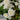 The Belvedere Garden Collection