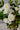 The Belvedere Garden Collection