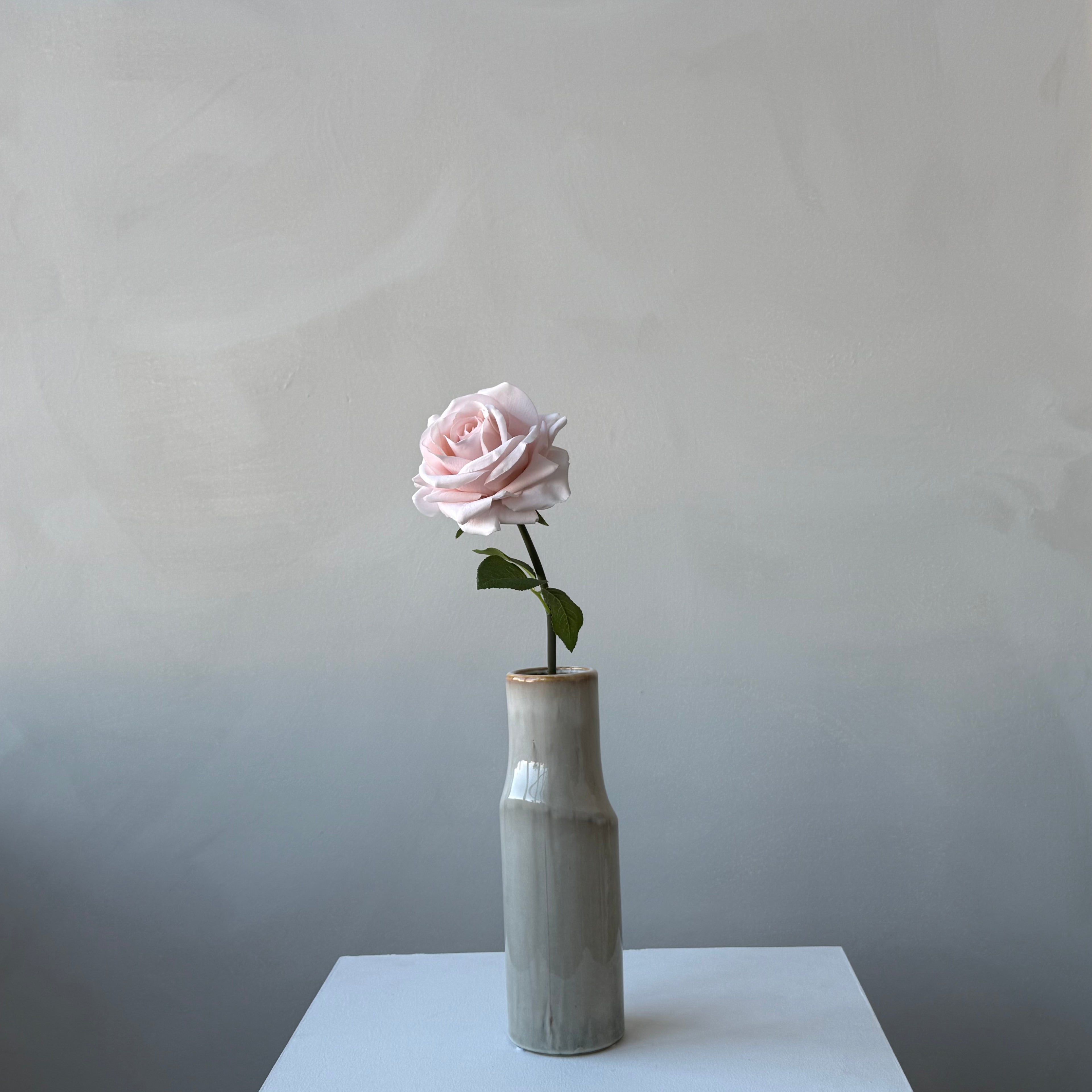 The Heritage Rose - Blush