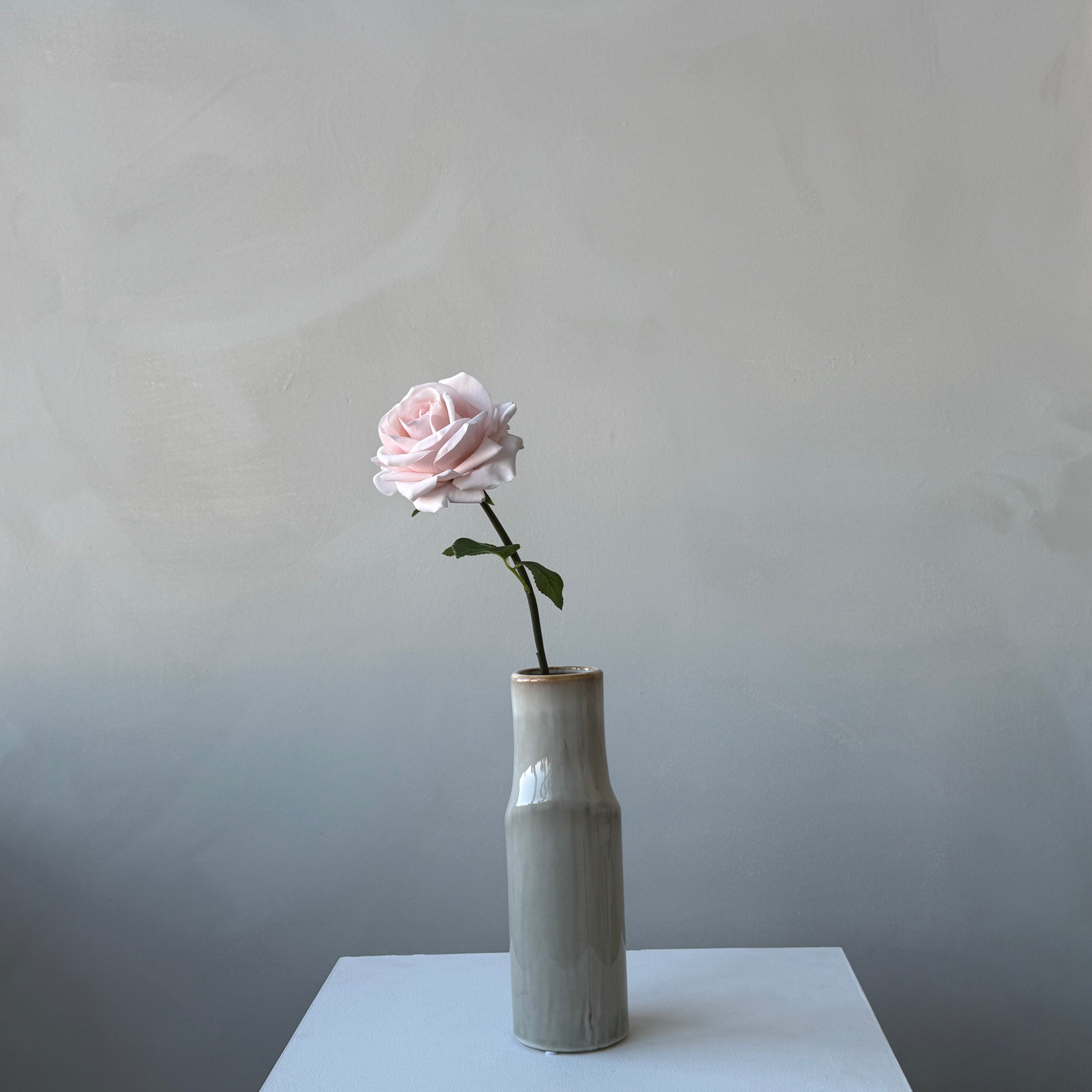 The Heritage Rose - Blush