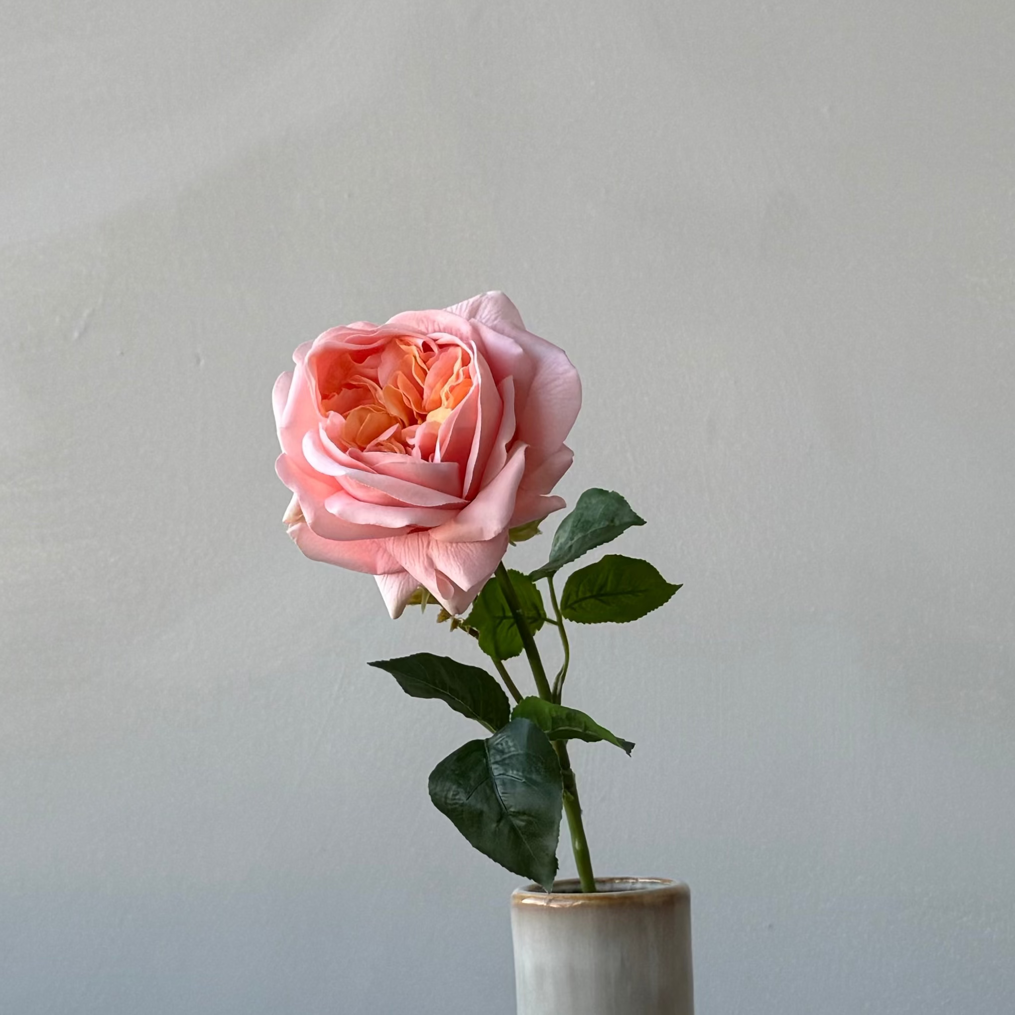 The Estate Rose - Coral