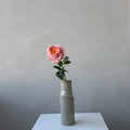 The Estate Rose - Coral
