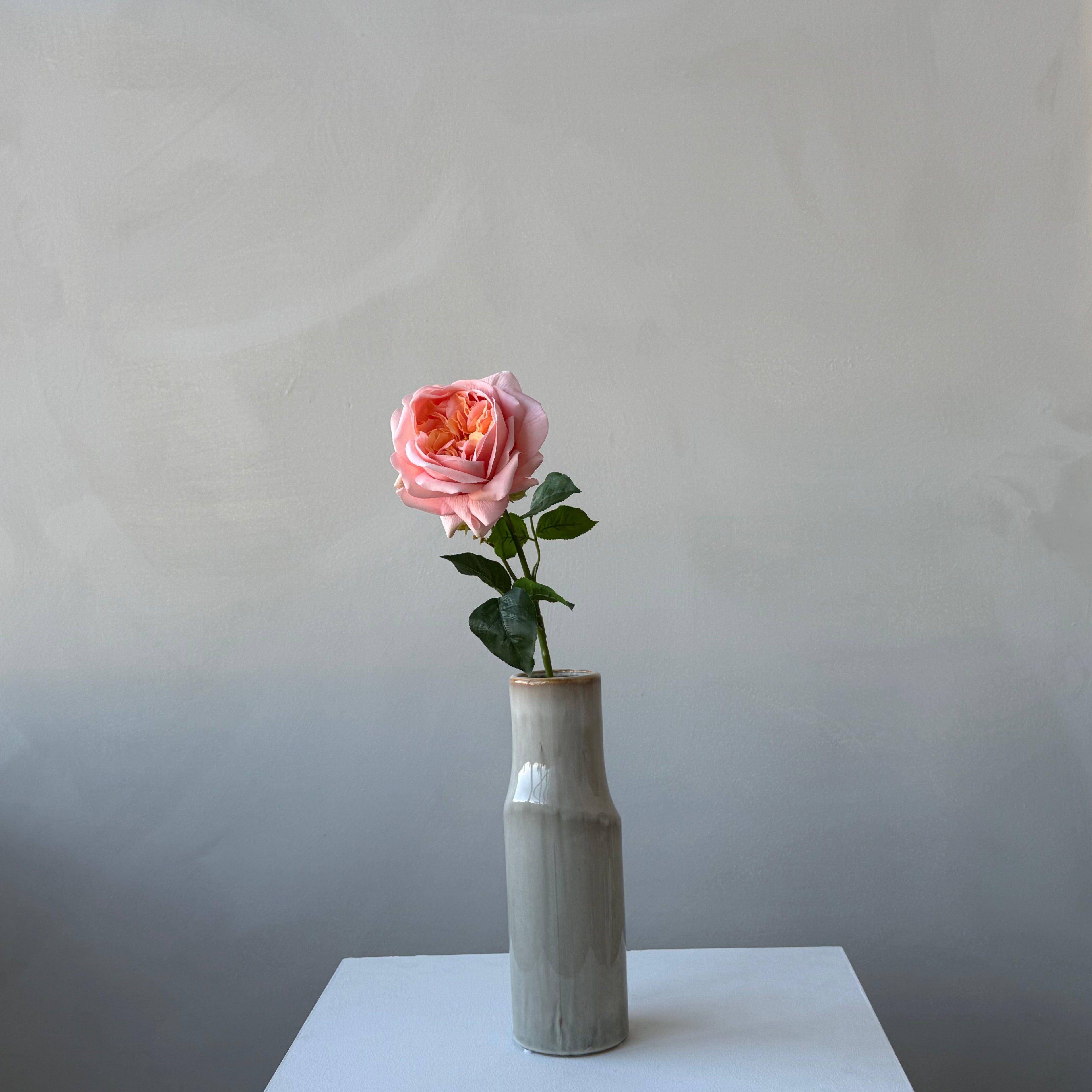 The Estate Rose - Coral