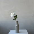 The Estate Rose - Ivory