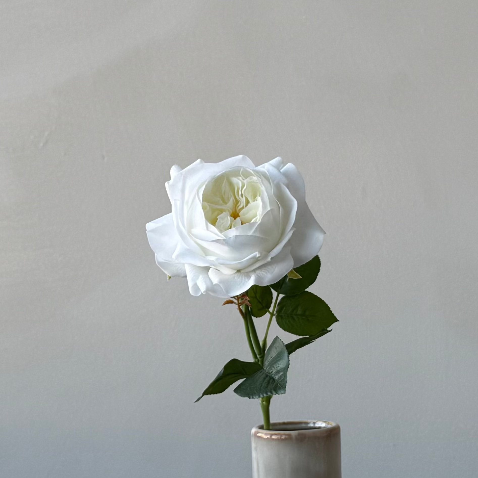 The Estate Rose - Ivory