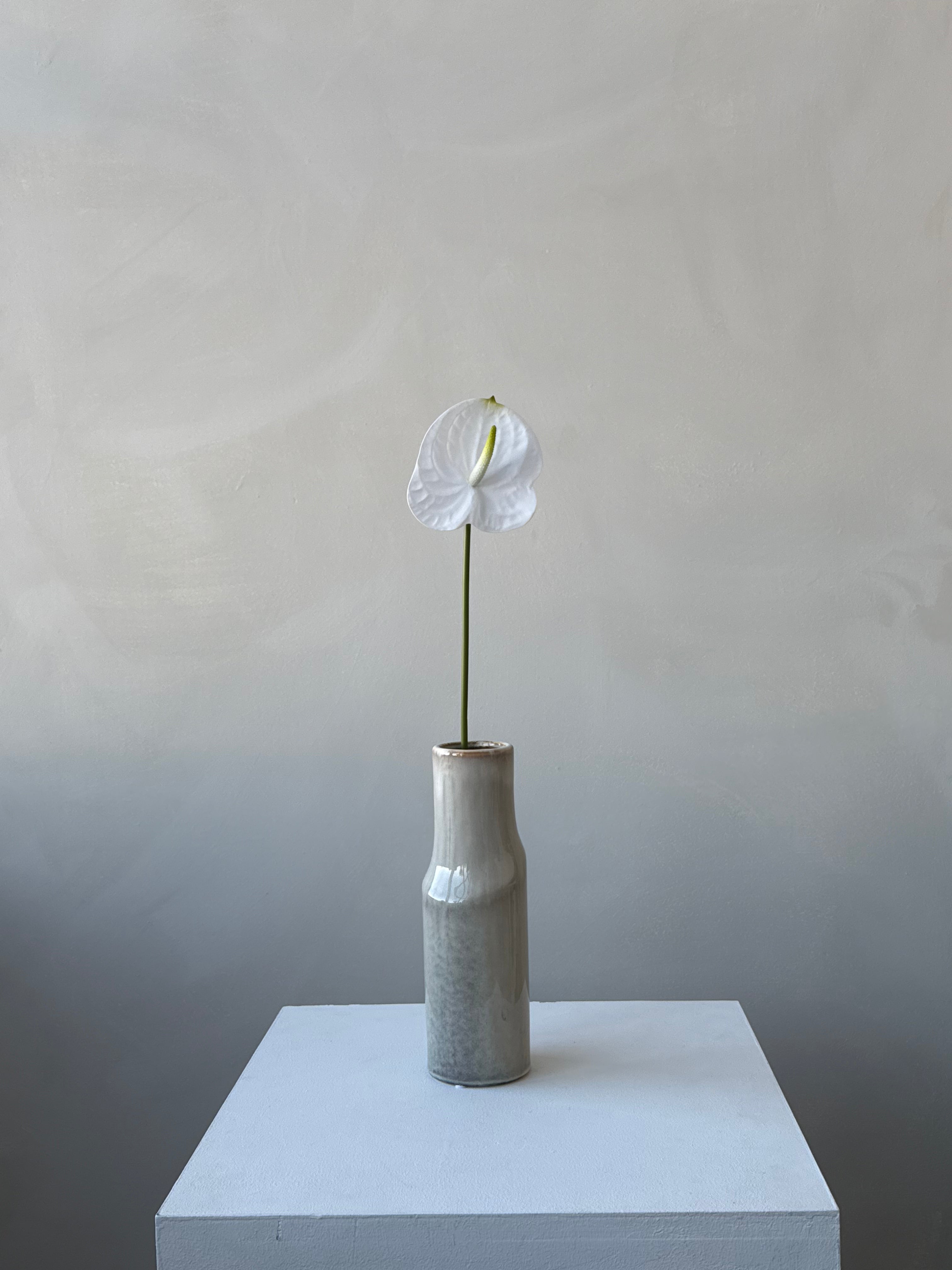 The Anthurium - White