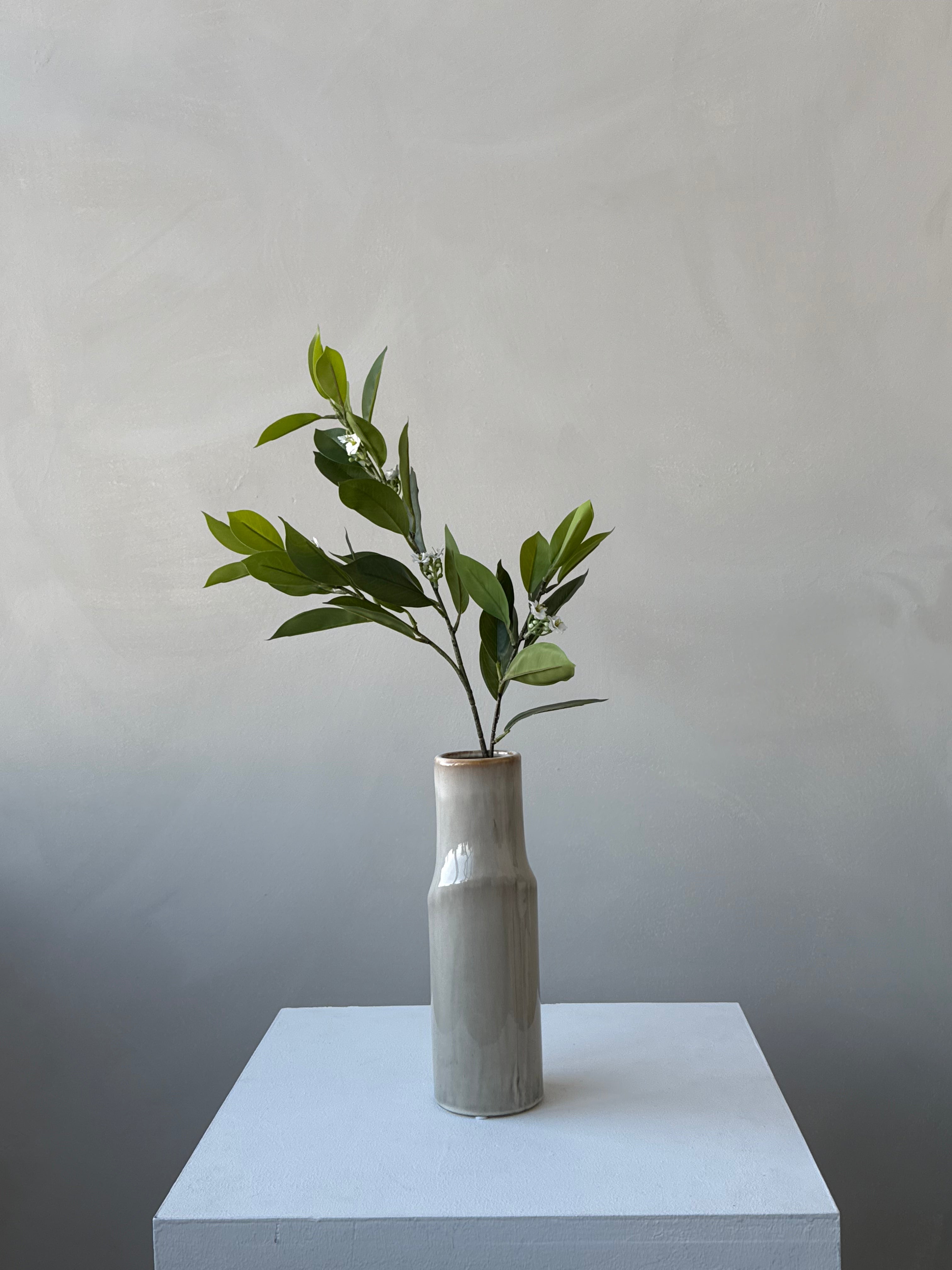 The Jasmine Stem