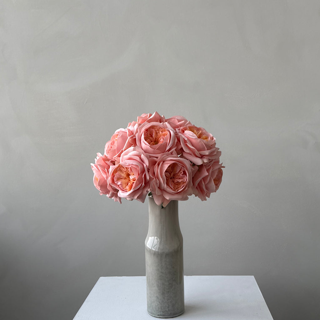 The Estate Rose - Coral