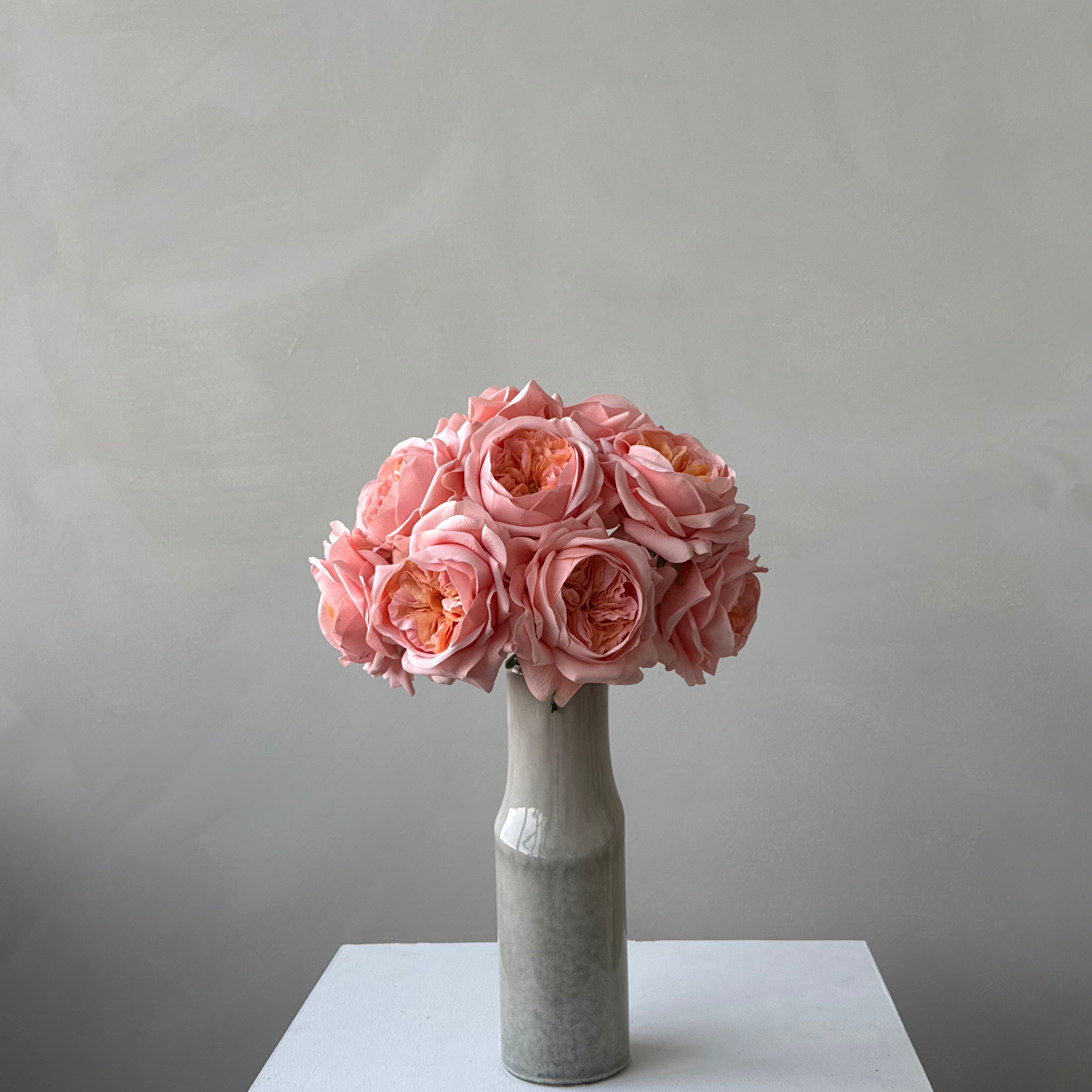 The Estate Rose - Coral